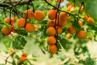 R.JELINEK Probier-Set – Drei feinste Obstbrände im Mini-Format