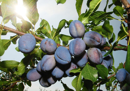 R.JELINEK Probier-Set – Drei feinste Obstbrände im Mini-Format